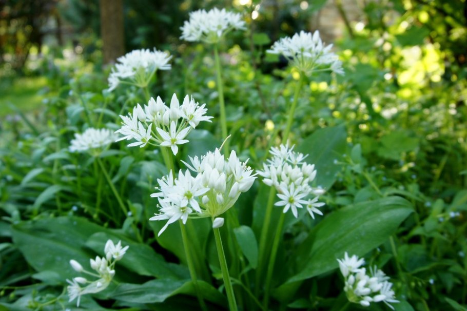 Allium victorialis