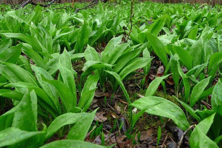 Лук Медвежий (Allium ursinum)