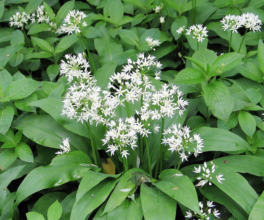 Хенкель растение дикий