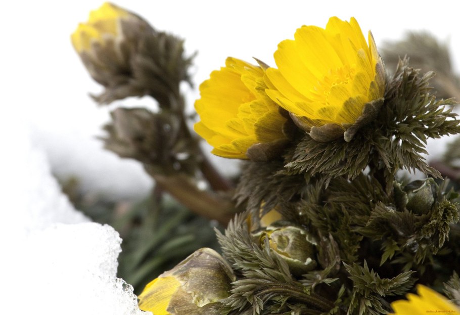 Первоцвет адонис весенний