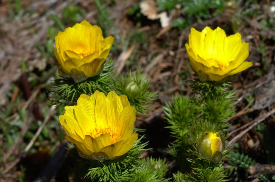 Адонис весенний (горицвет весенний, Adonis vernalis)