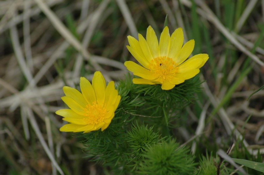 Адонис весенний — Adonis vernalis l.