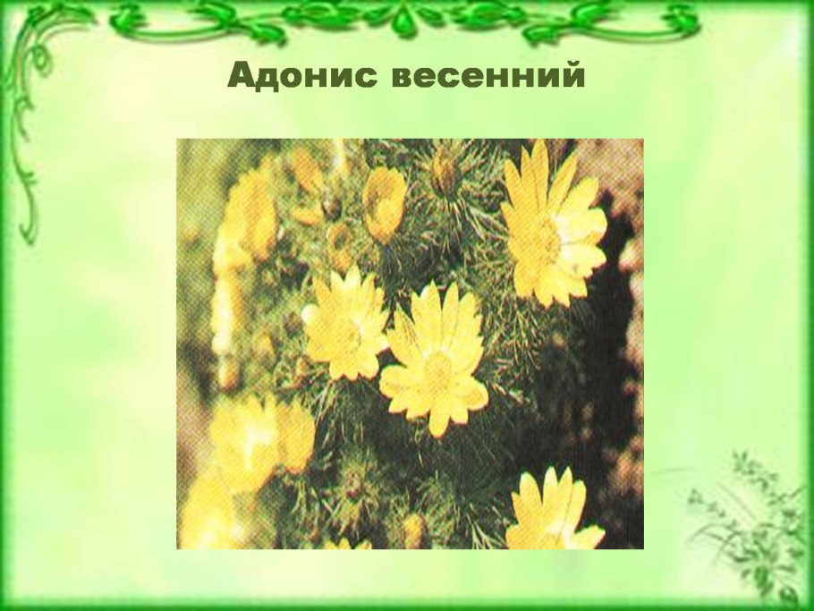 Адонис весенний Легенда