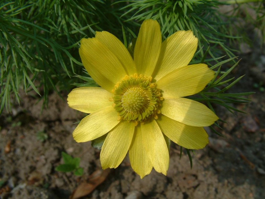 Адонис весенний (Стародубка, горицвет)