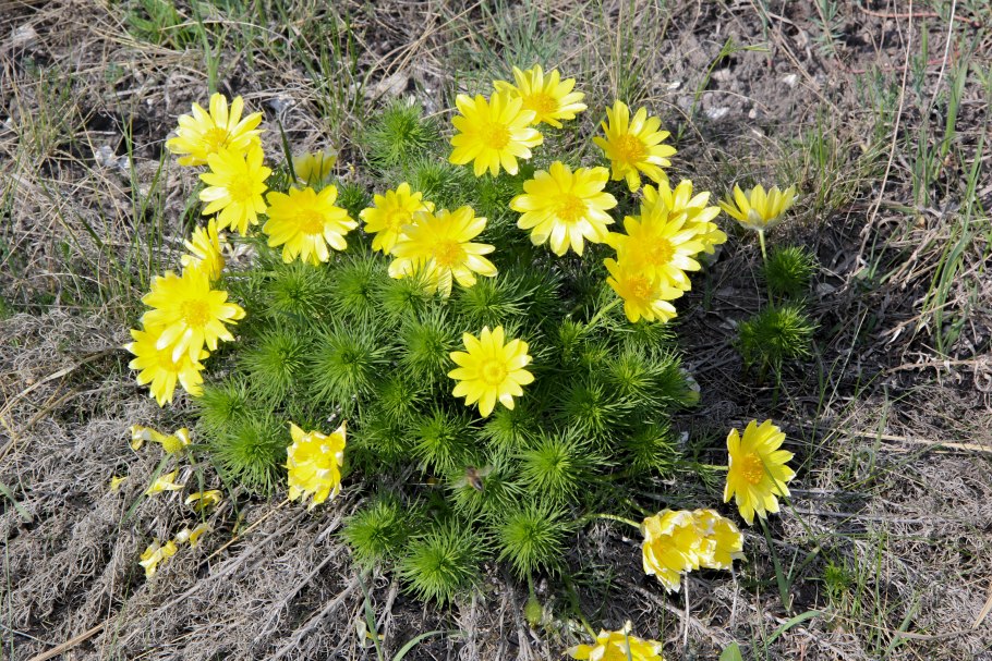 Адонис vernalis