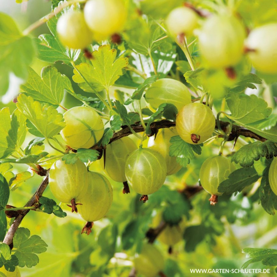 Gooseberry Bush