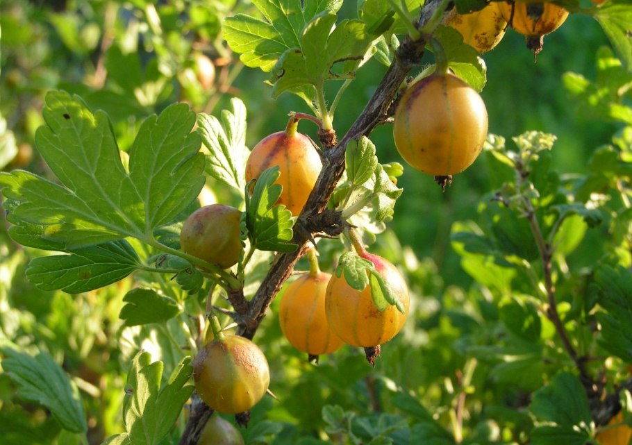 Крыжовник Снежана