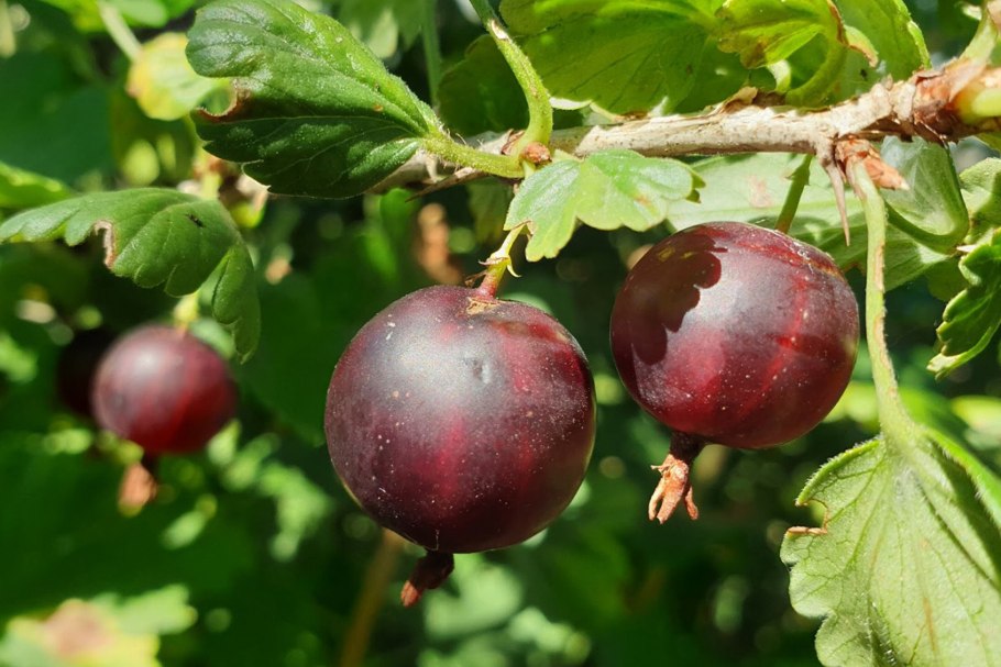 Ribes UVA-crispa куст