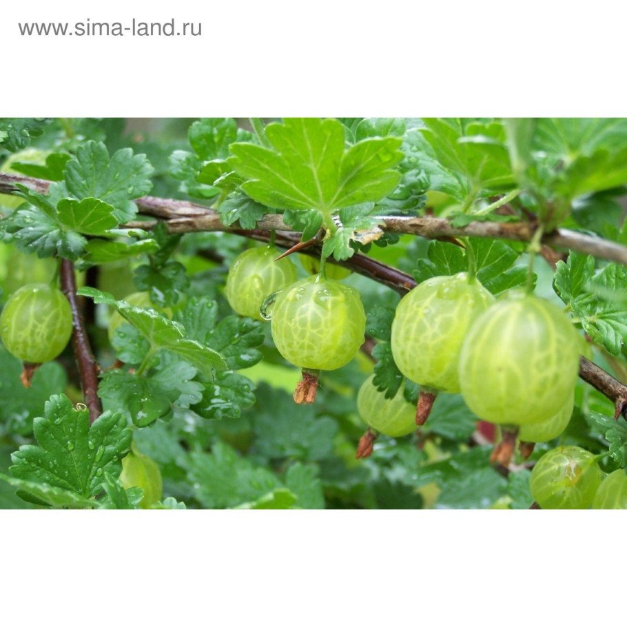 Крыжовник белорусский сахарный