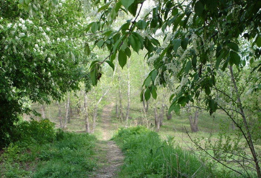 Черемуховая аллея