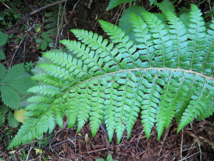 Многорядник Брауна Polystichum braunii