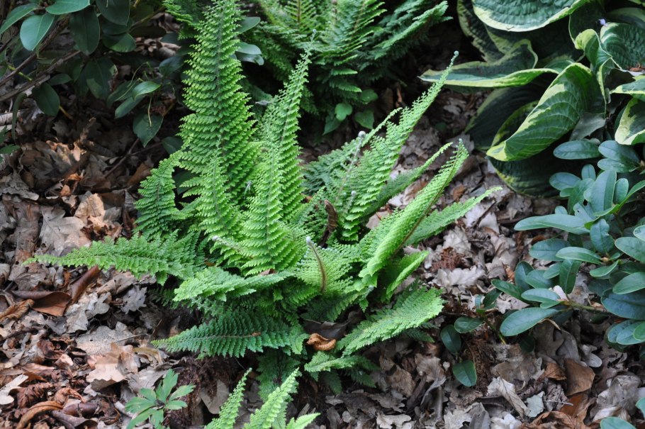 Polystichum TSUS-Simense