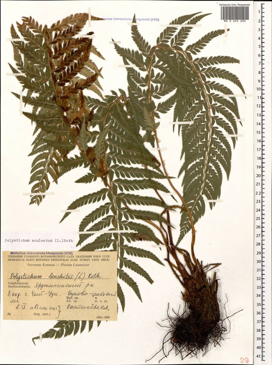 Папоротник Многорядник