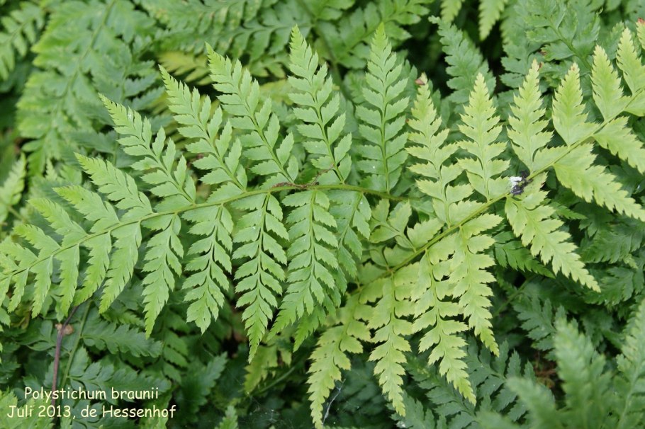 Многорядник Брауна Polystichum braunii