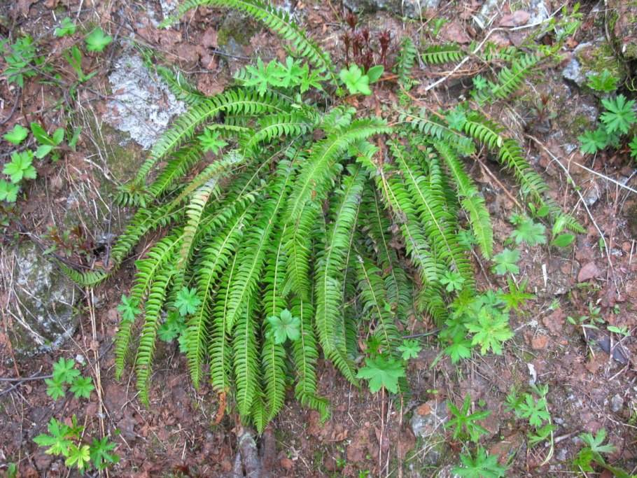 Многорядник Брауна