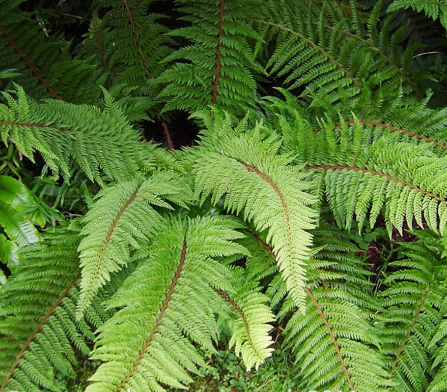 Polystichum lonchitis