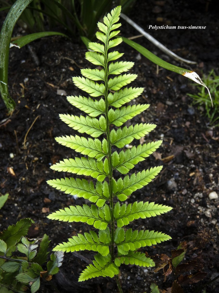 Папоротник Многорядник копьевидный