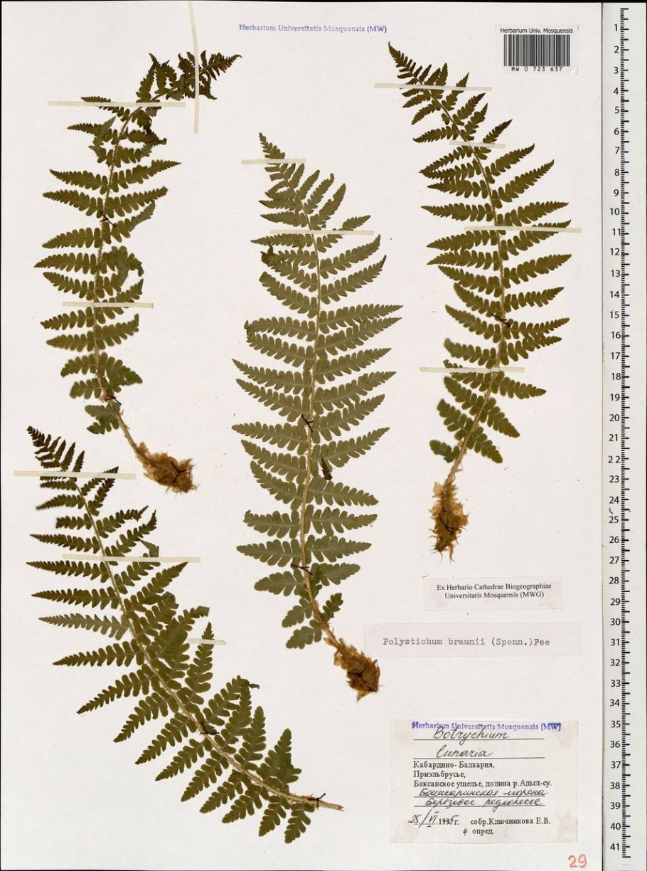 Папоротник Многорядник Брауна