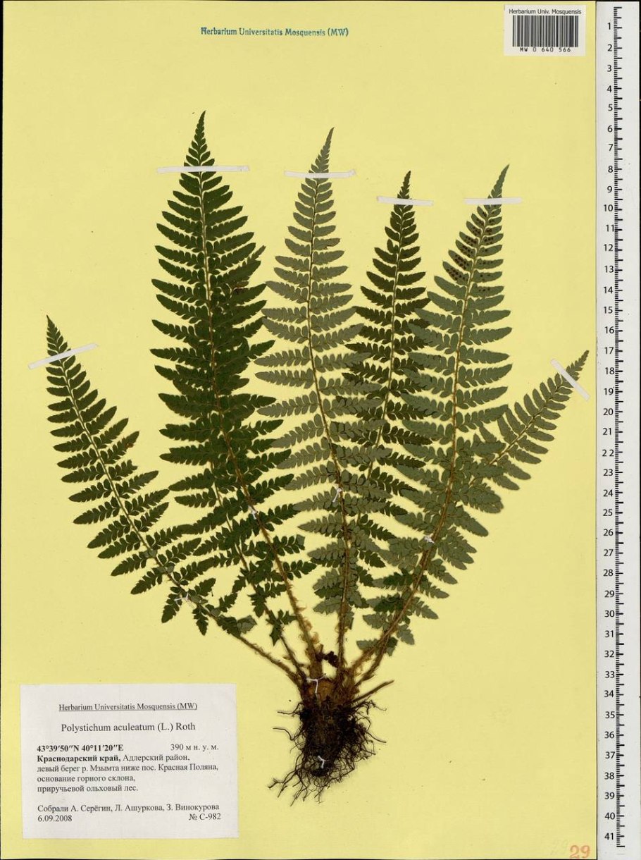 Папоротник Thelypteris