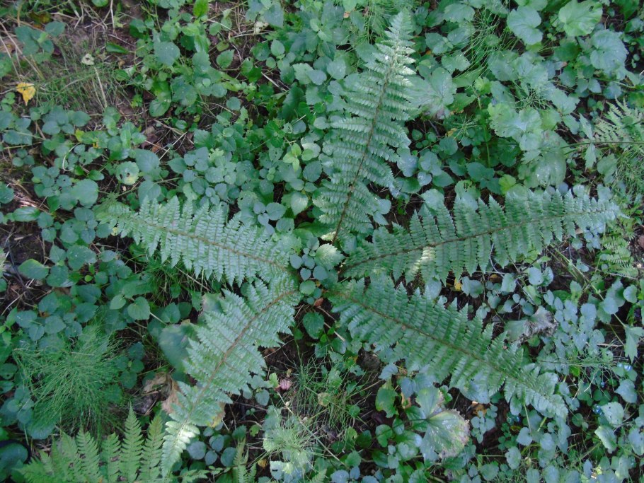 Папоротник кочедыжник