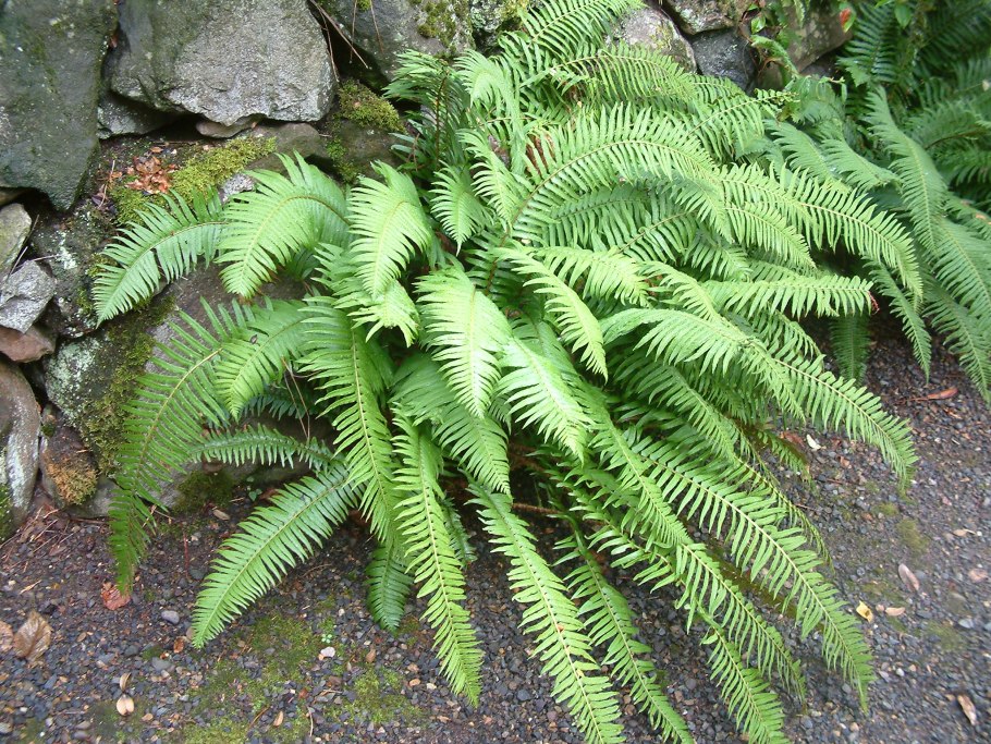 Polystichum setiferum