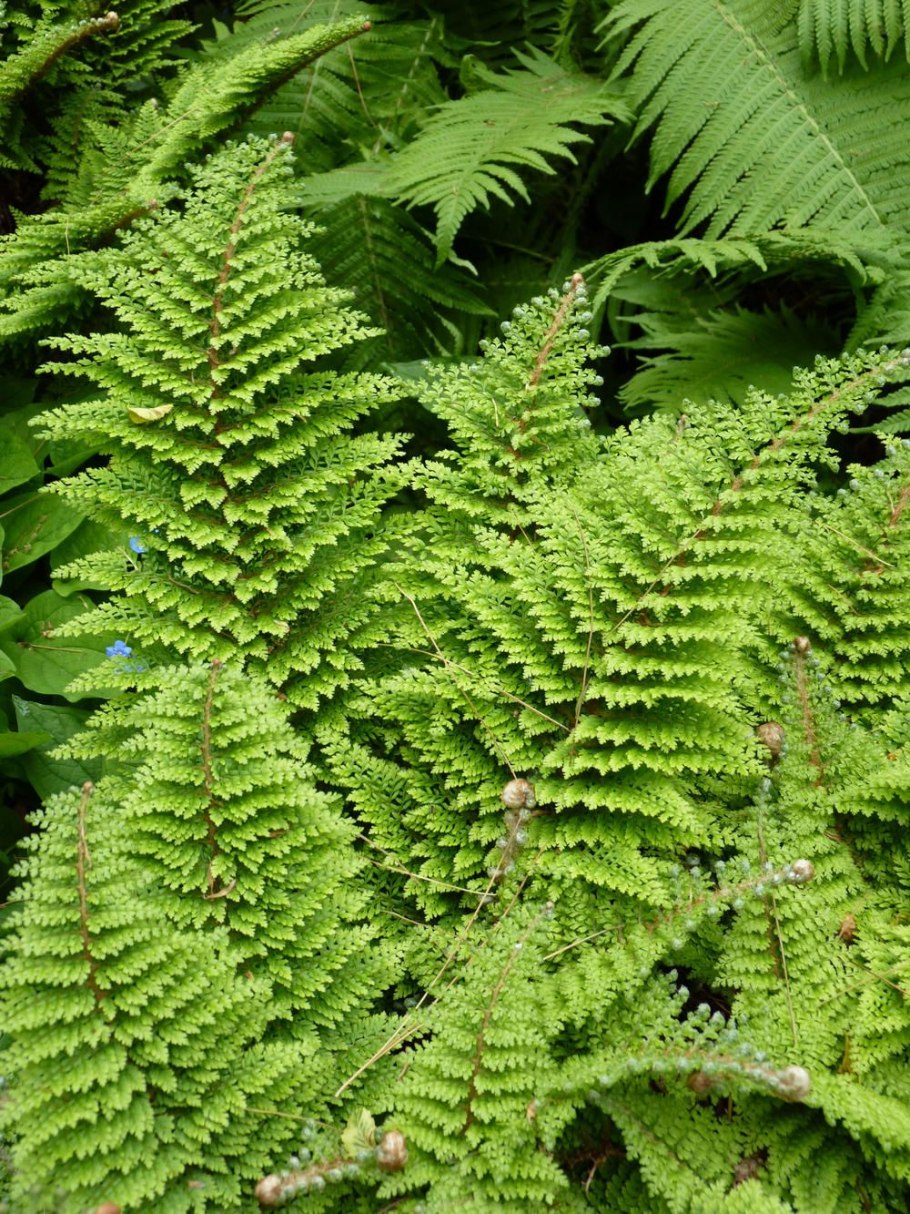 Папоротник Многорядник