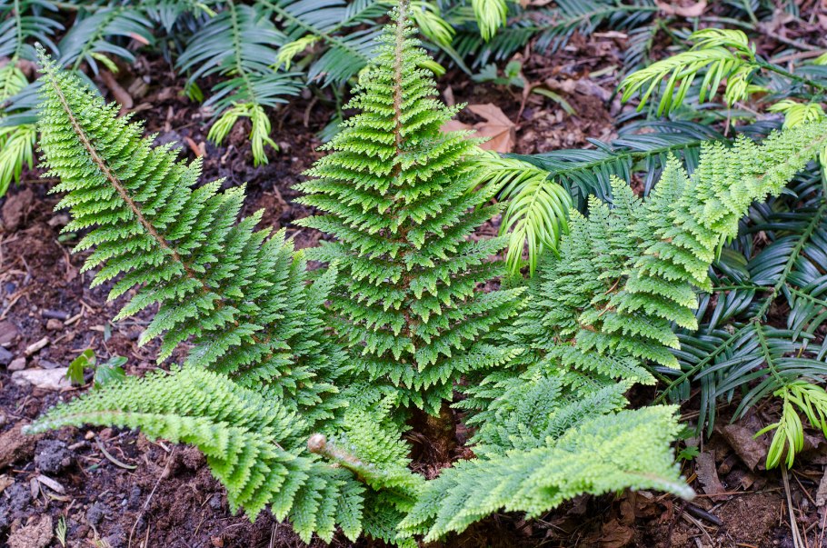 Polystichum aculeatum (l.) Roth