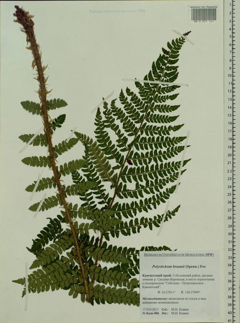 Polystichum braunii(Spenn.)fee - Многорядник Брауна