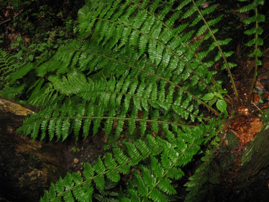 Многорядник Брауна