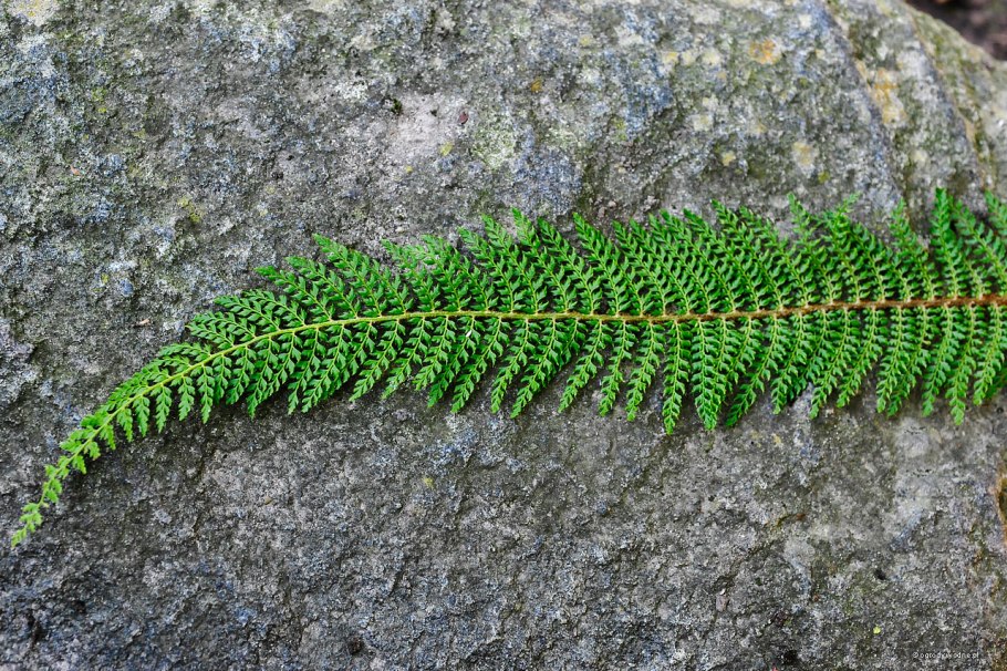 Многорядник Брауна Polystichum braunii (Spenn.) Fée