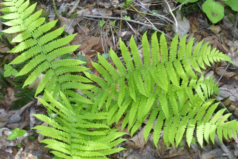 Многорядник щетинковый Herrenhausen