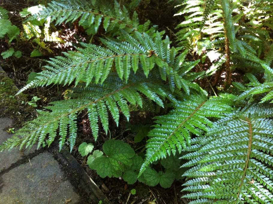 Кочедыжник cristatum