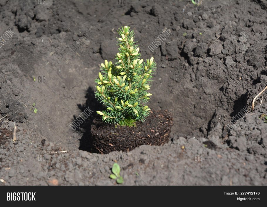 Ель колючая (Picea pungens glauca globosa)