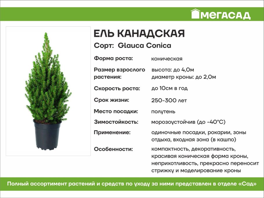 Ель Глаука Коника Спиди р9 Голландия