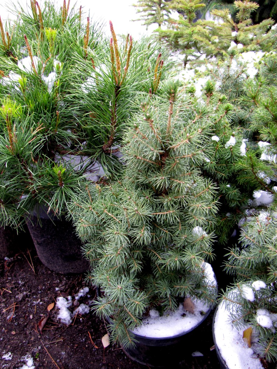 Ель колючая glauca globosa