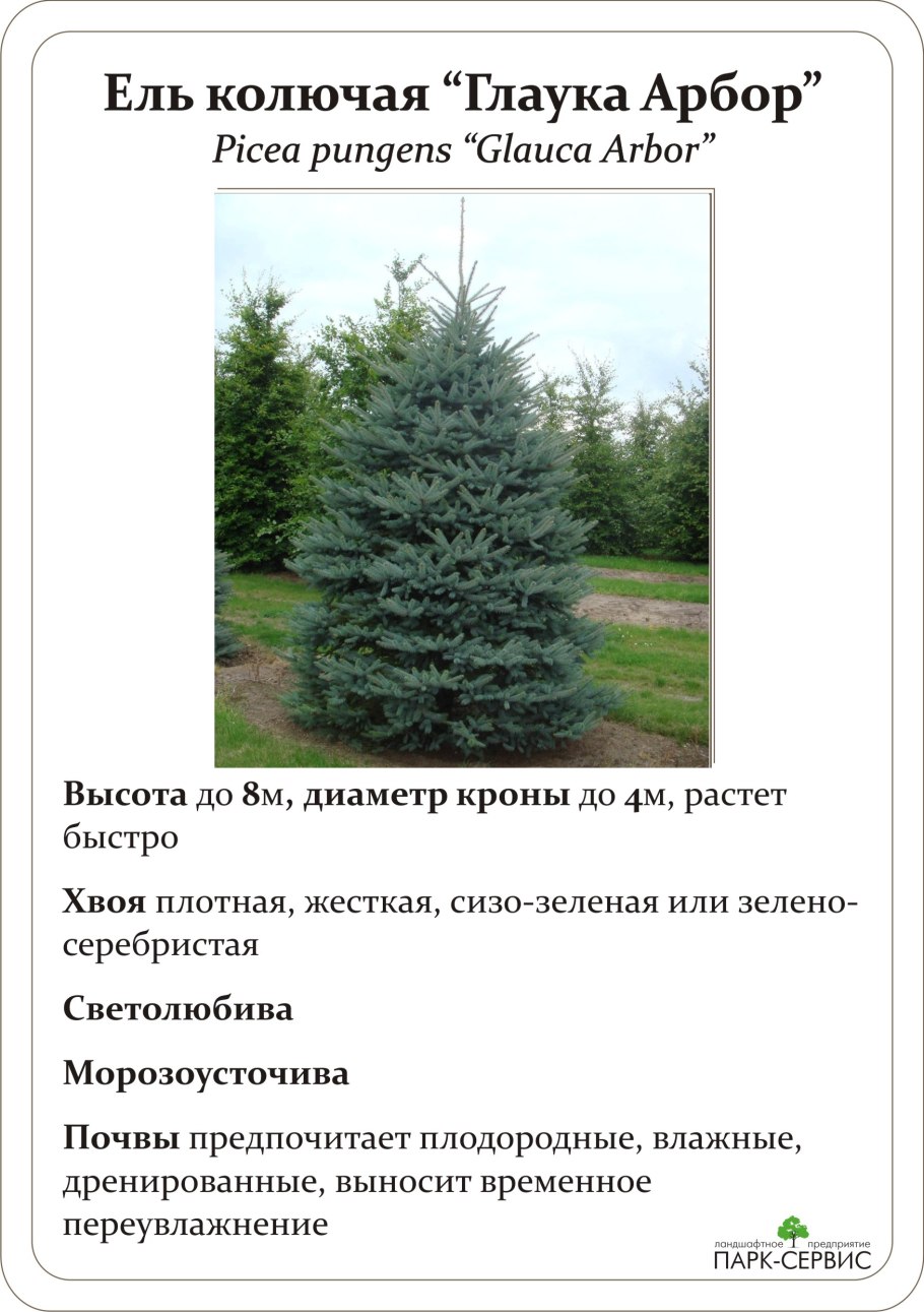Ель колючая Глаука Мисти Блю