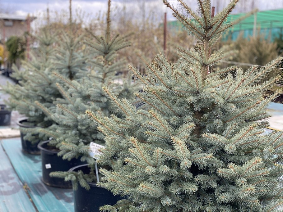 Ель колючая glauca globosa