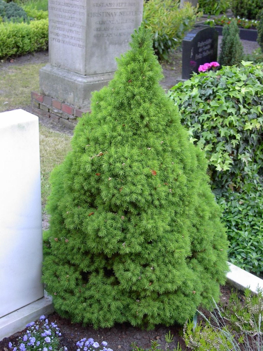 Picea pungens glauca globosa