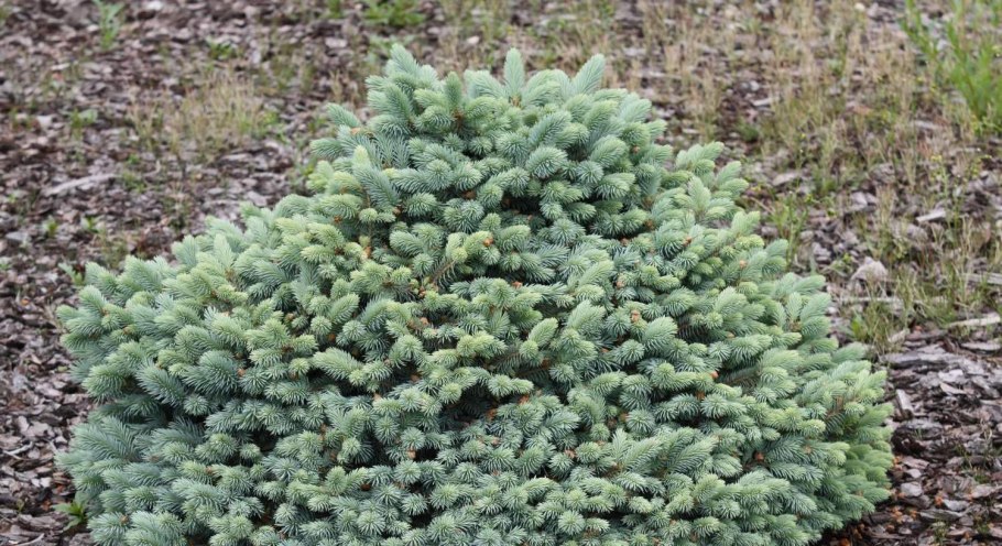 Ель колючая glauca Misty Blue