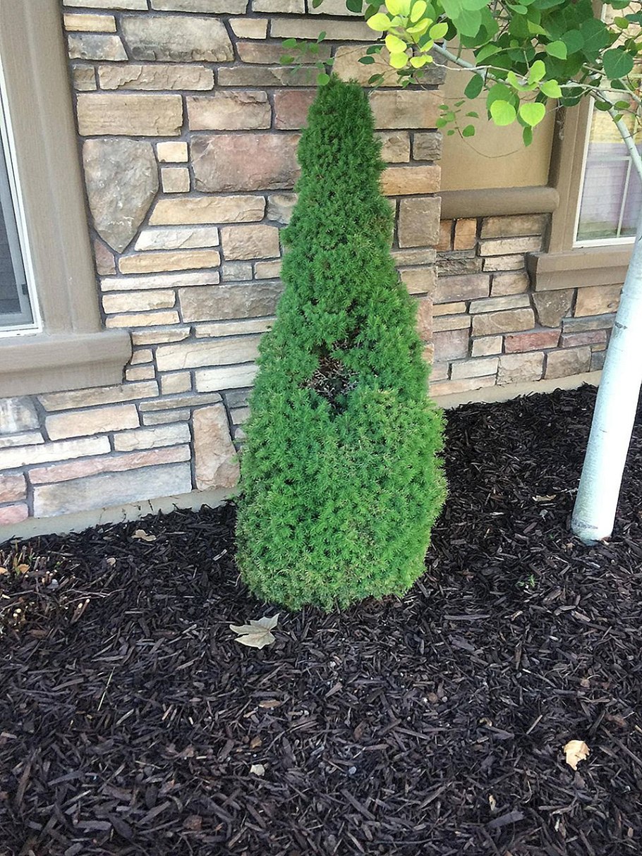 Ель колючая (Picea pungens glauca globosa)