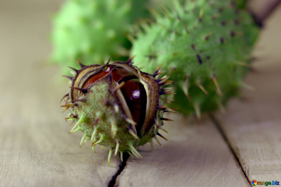 Колючий каштан фрукт