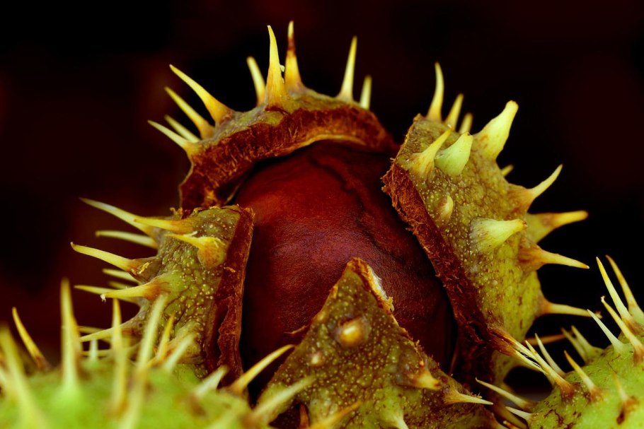 Каштан плод ШИПАСТЫЙ