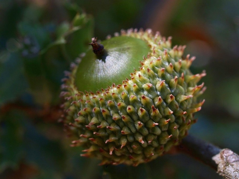 Конский каштан обыкновенный плод