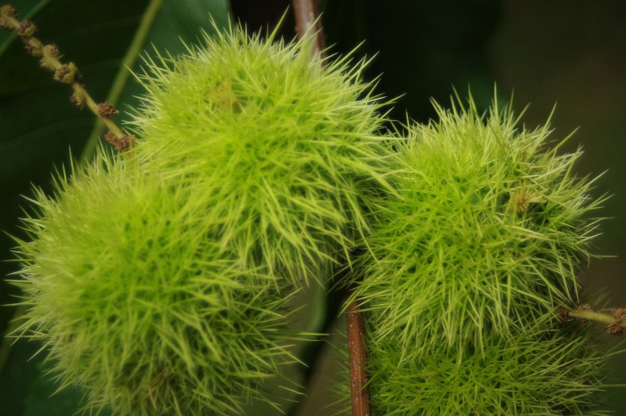 Каштан плод ШИПАСТЫЙ