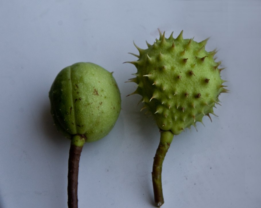 Каштан дерево лист плод