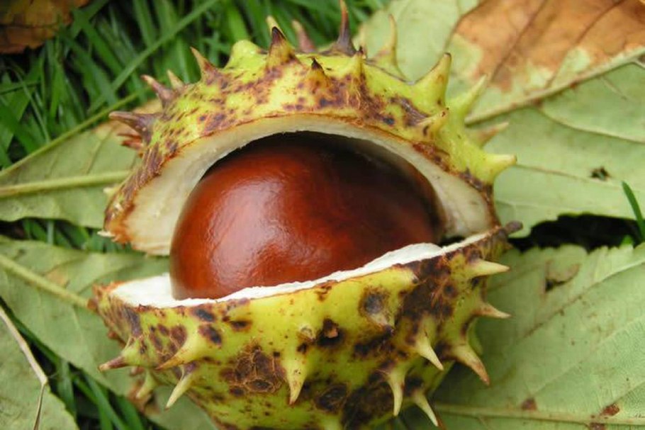 Рамбутан и личи