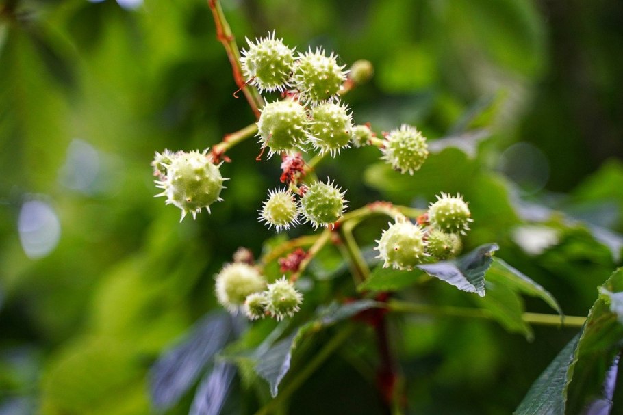 Платан фрукт