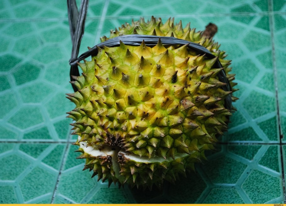 Каштан японский городчатый