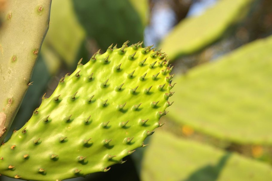 Каштан конский дерево