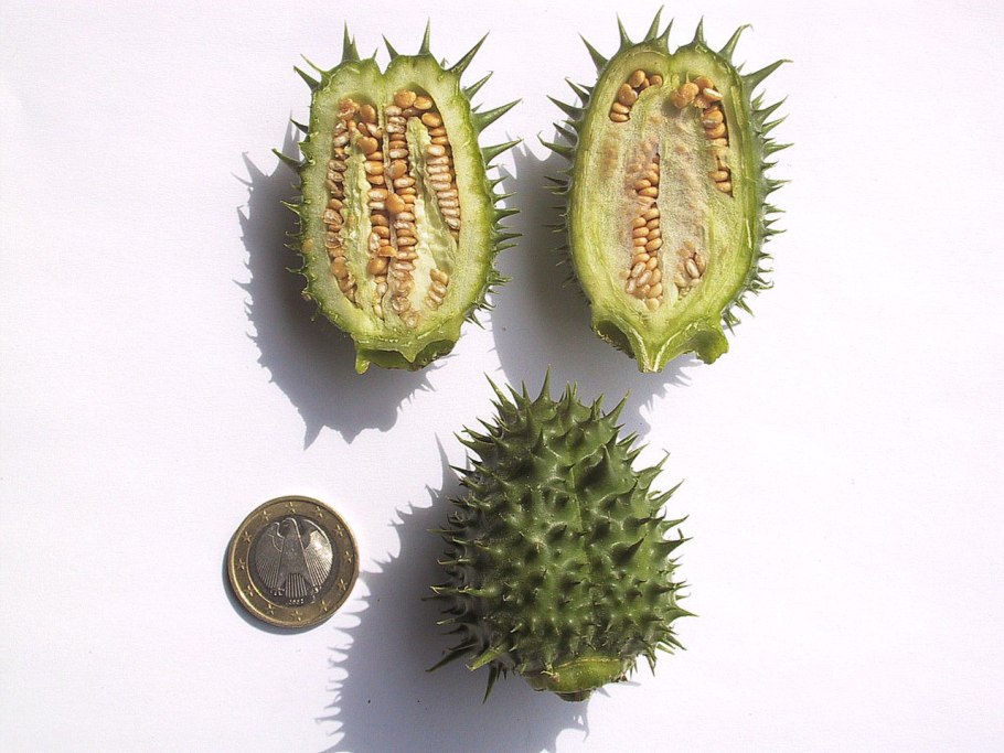 Колючий каштан ШИПАСТЫЙ